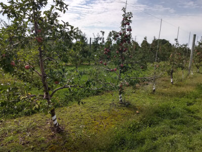 Finding Scion Wood to Graft an Heirloom-Variety Home Orchard Image